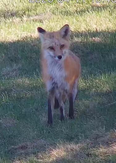 Fox